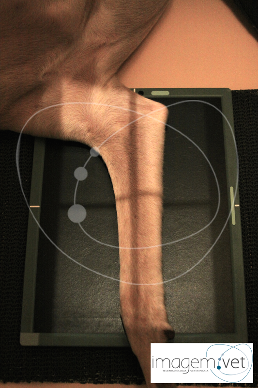 Rádio e ulna mediolateral