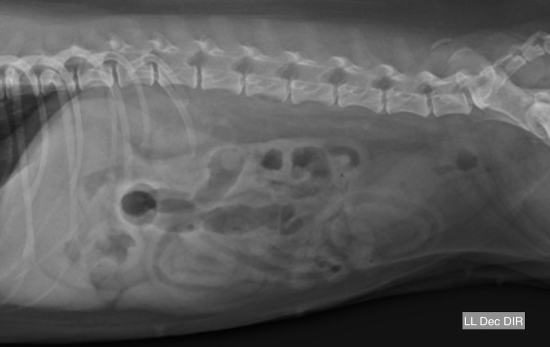 Abdômen laterolateral