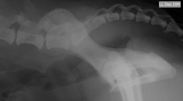 Coxal laterolateral