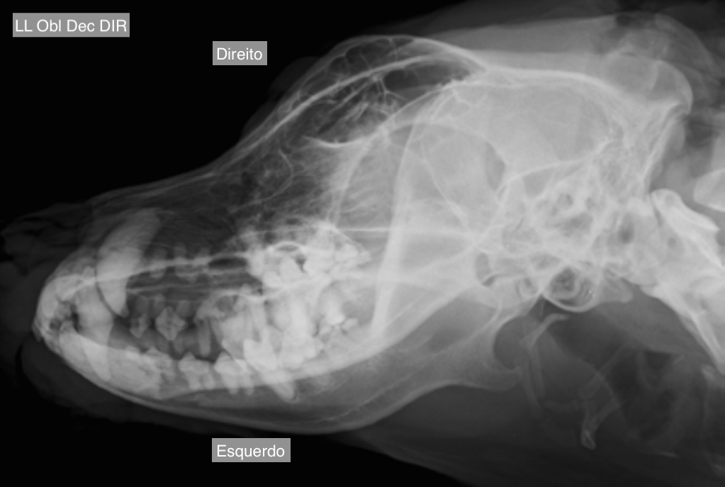 Crânio laterolateral obliqua