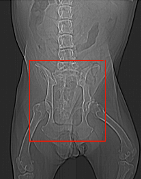 Coxal / Quadril